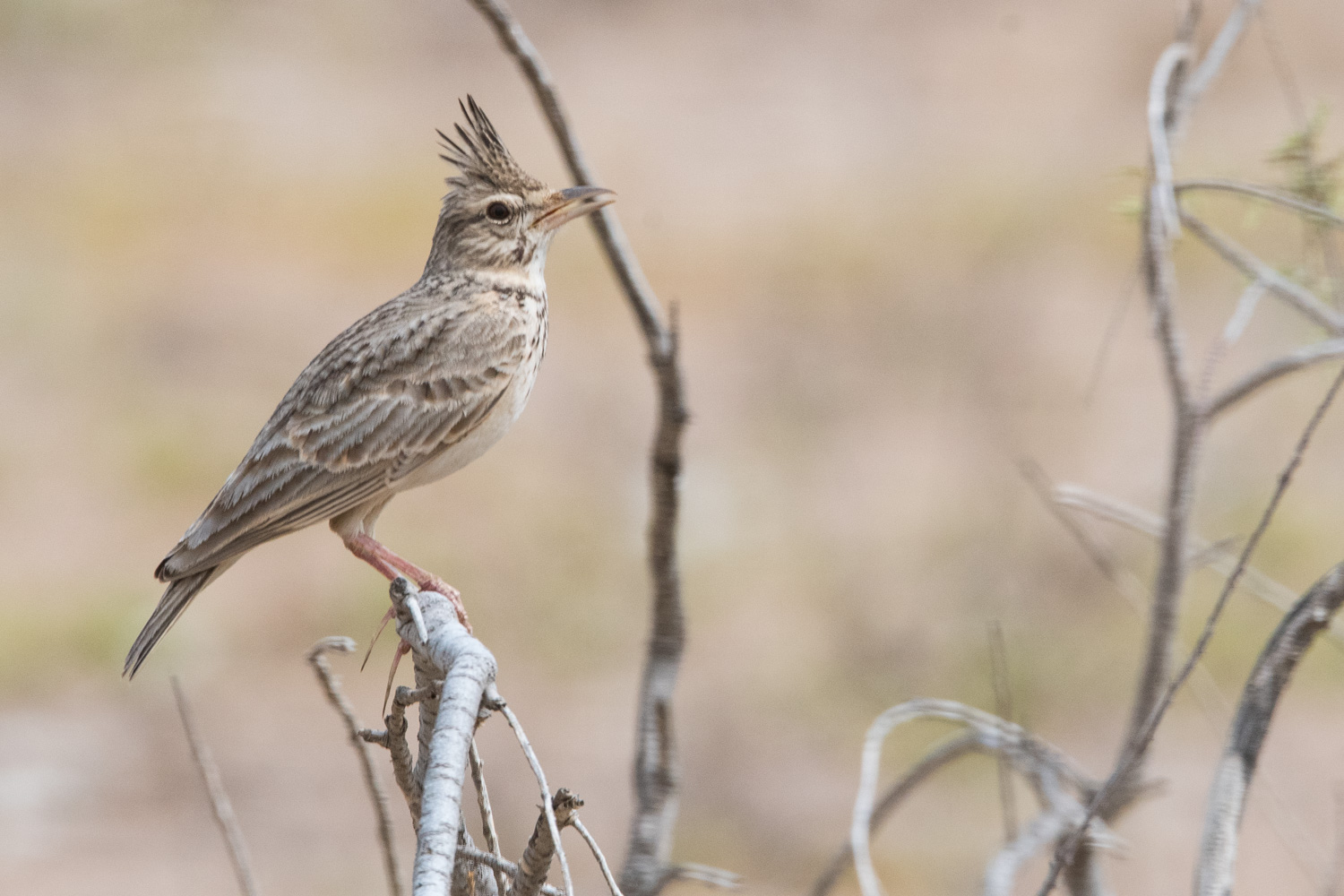 Cochevis Huppé chantant (Crested Lark, Galerida Cristata), RNIC de La Somone, 